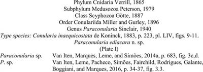 A New Conulariid (Cnidaria, Scyphozoa) From the Terminal Ediacaran of Brazil